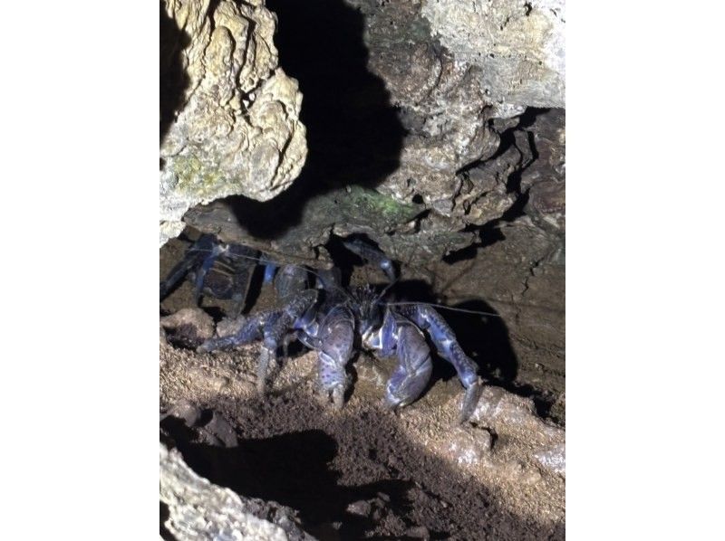 石垣島　ウミガメシュノーケル　マリンショップHAPPY のギャラリー