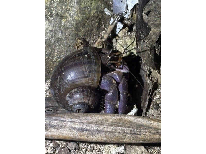 石垣島　ウミガメシュノーケル　マリンショップHAPPY のギャラリー