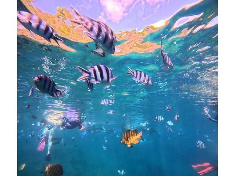 Diving Shop Lei のギャラリー