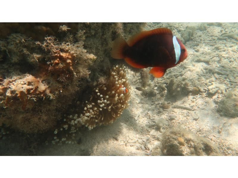 Okinawan sup のギャラリー