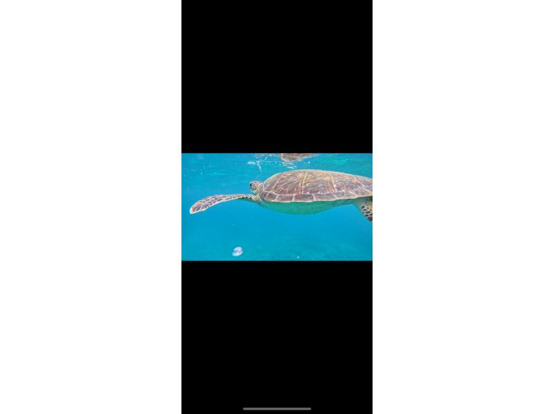 石垣島あいくるシーサー のギャラリー