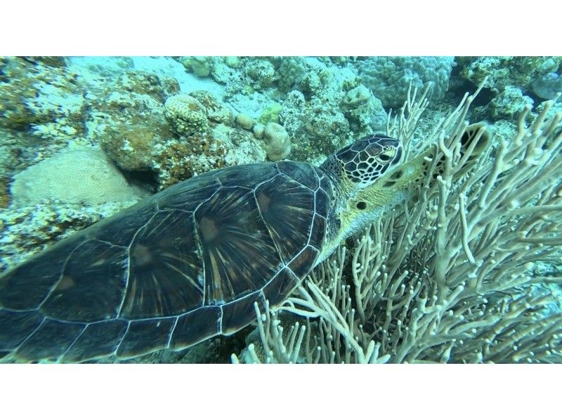 石垣島　ウミガメシュノーケル　マリンショップHAPPY のギャラリー