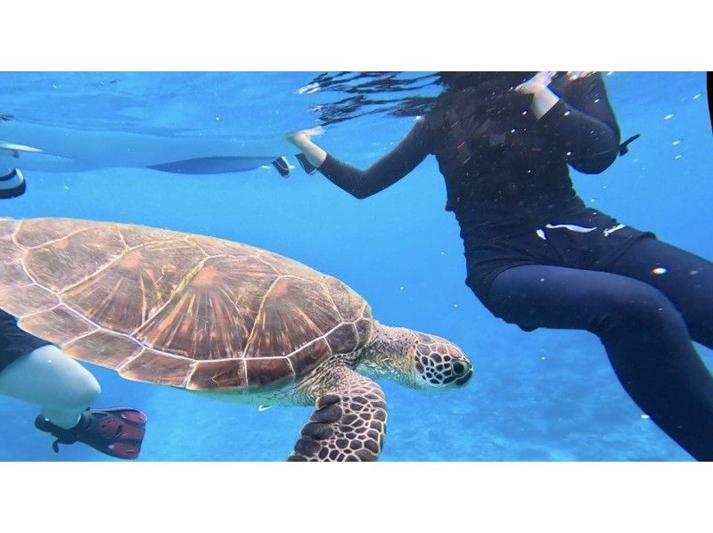 石垣島　ウミガメシュノーケル　マリンショップHAPPY のギャラリー