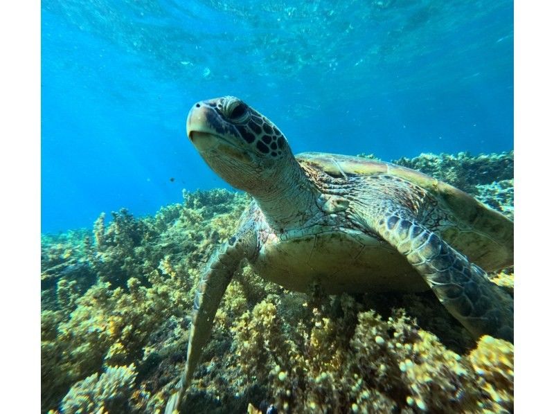 石垣島　ウミガメシュノーケル　マリンショップHAPPY のギャラリー
