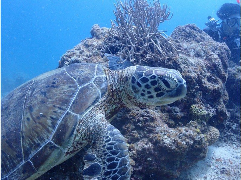 石垣島ダイビングショップABCdive のギャラリー