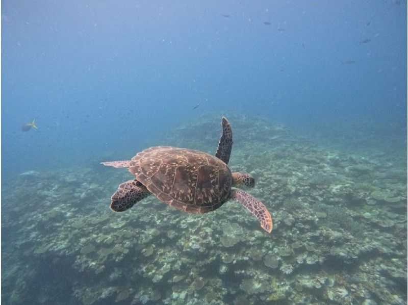 マーレ石垣島 のギャラリー