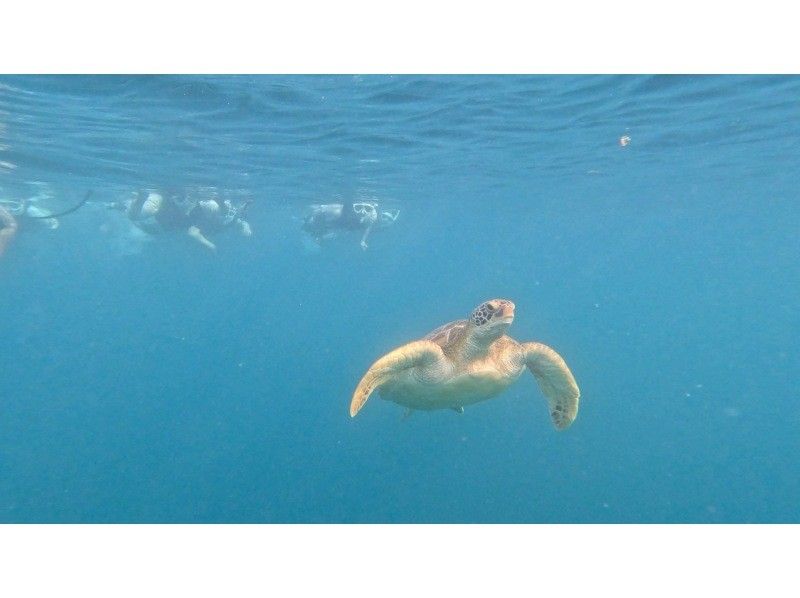 石垣島　ウミガメシュノーケル　マリンショップHAPPY のギャラリー