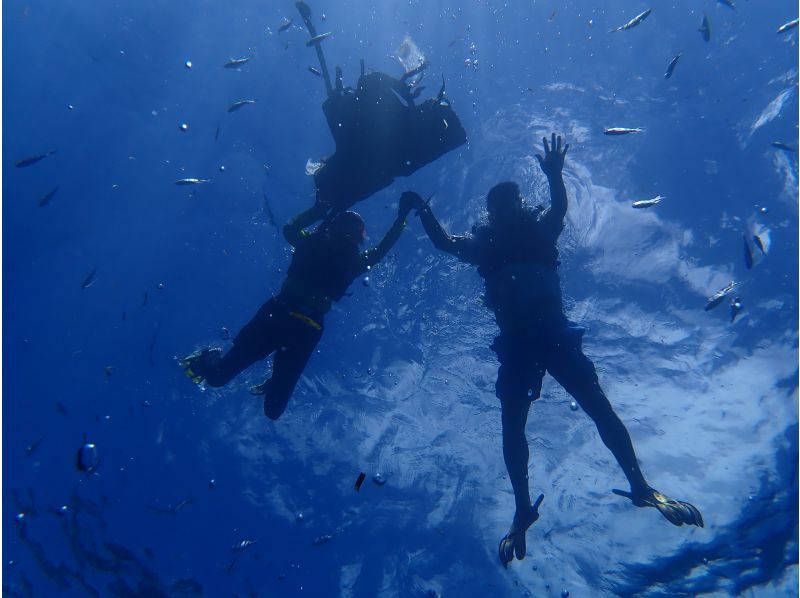 沖縄ダイビングショップ シーフリー(Sea Free) のギャラリー