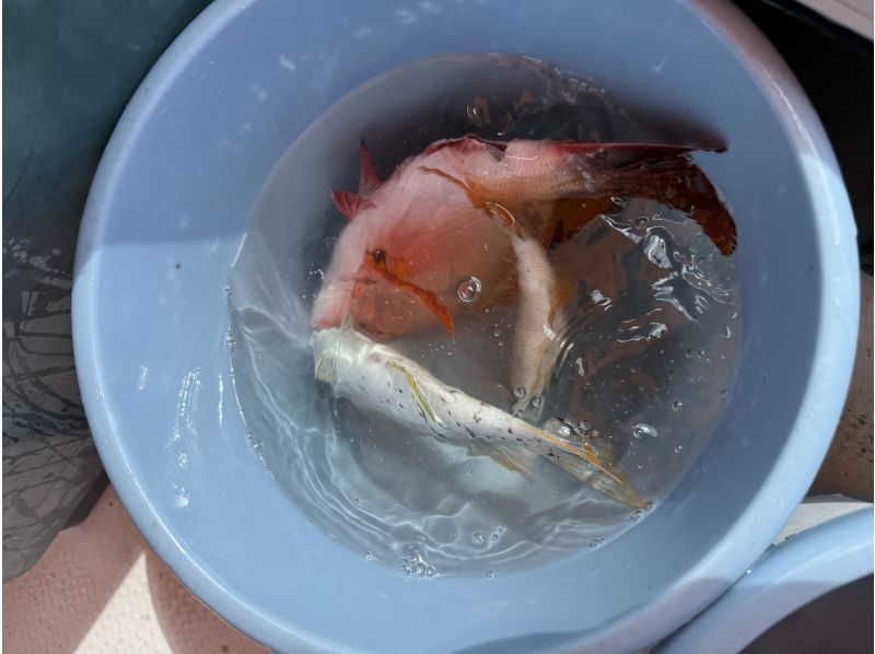 初心者専門釣り船フィッシュソング のギャラリー