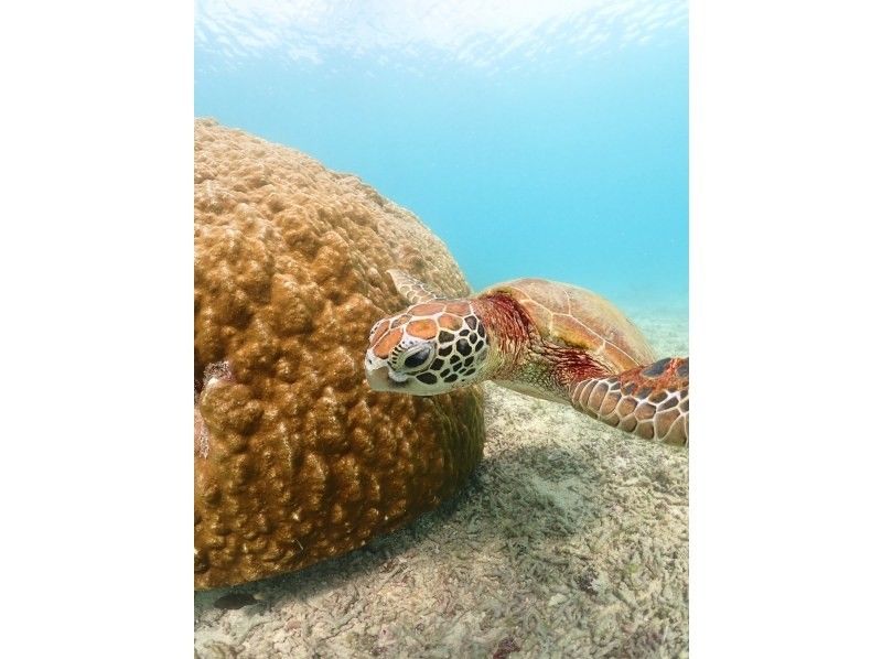 nico 宮古島 のギャラリー