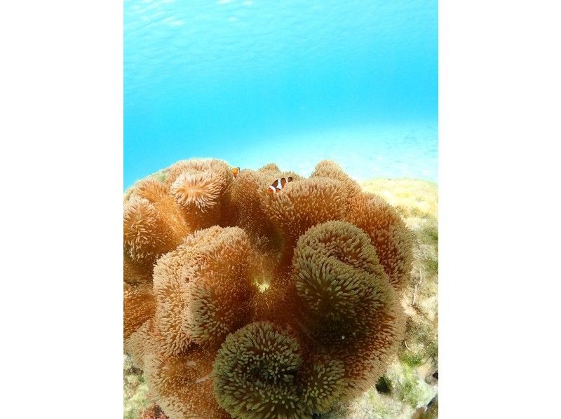 nico 宮古島 のギャラリー