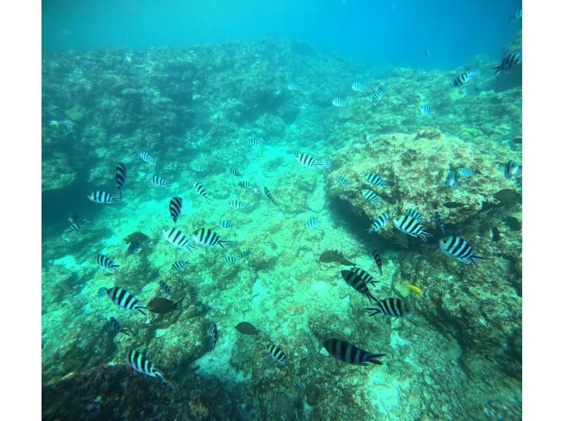 Diving Shop Lei のギャラリー