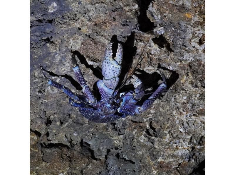 石垣島　ウミガメシュノーケル　マリンショップHAPPY のギャラリー