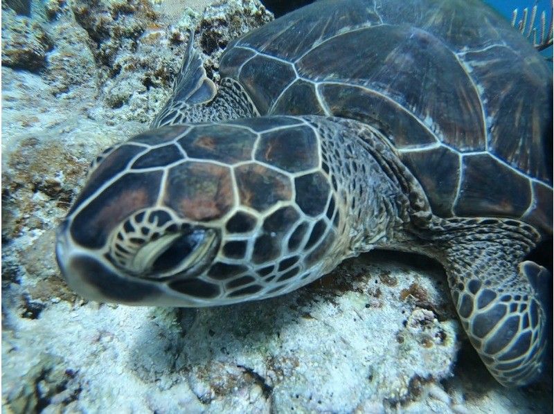 石垣島　ウミガメシュノーケル　マリンショップHAPPY のギャラリー