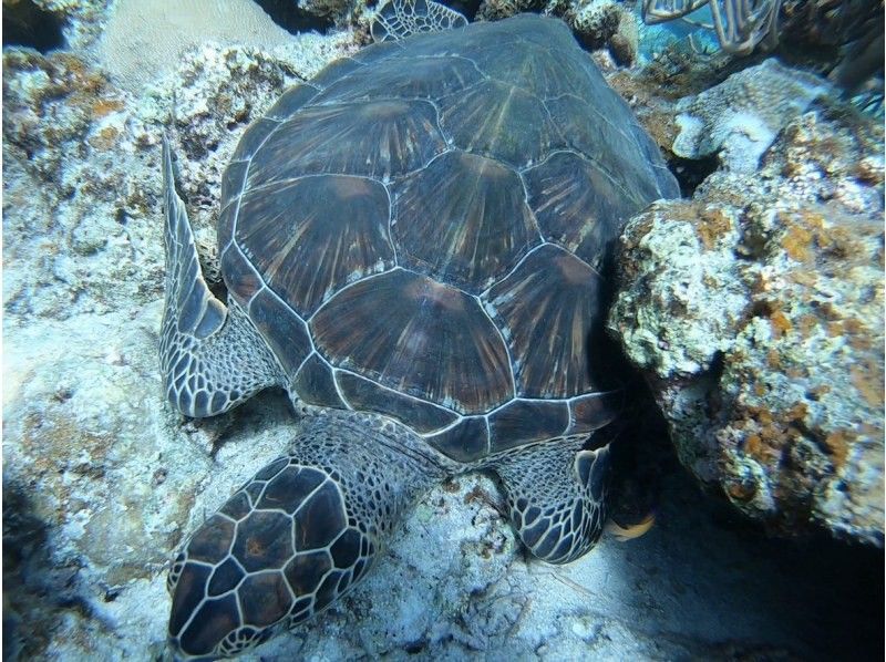石垣島　ウミガメシュノーケル　マリンショップHAPPY のギャラリー