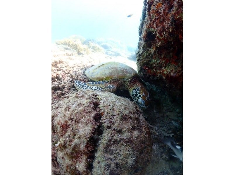 nico 宮古島 のギャラリー