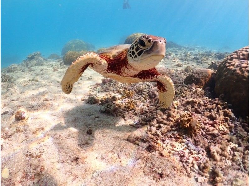 nico 宮古島 のギャラリー