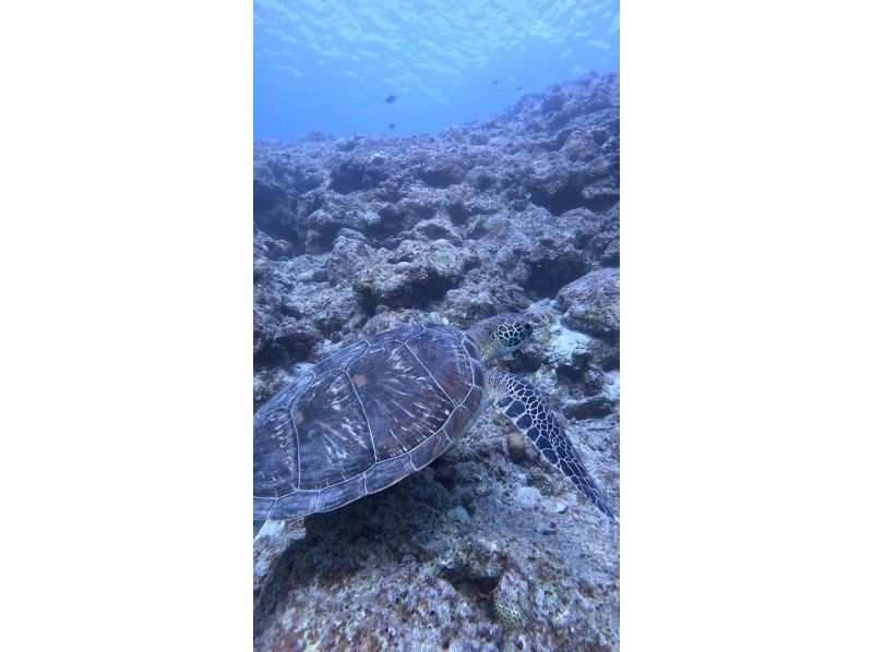 石垣島　ウミガメシュノーケル　マリンショップHAPPY のギャラリー