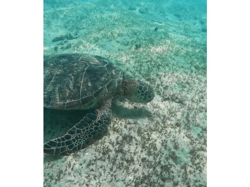 Oceania（オーシャニア） のギャラリー