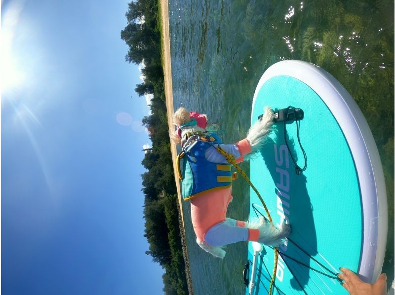 OneUP Paddle のギャラリー