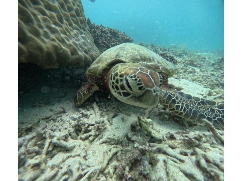 nico 宮古島 のギャラリー