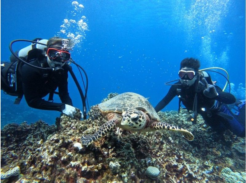 Y’S　DIVE　OKINAWA のギャラリー