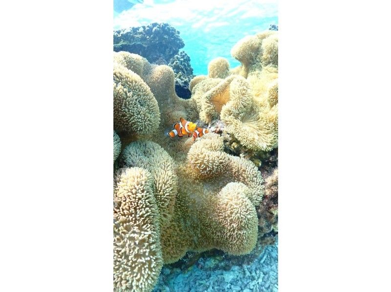 nico 宮古島 のギャラリー