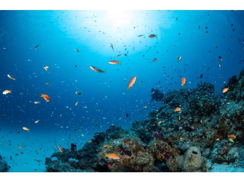 Diving Shop Nalu のギャラリー