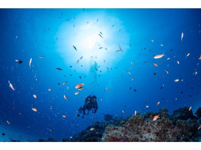 Diving Shop Nalu のギャラリー