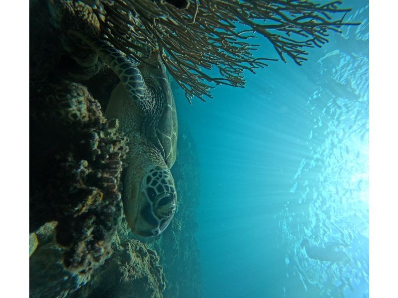 マリンショップ　アガイティーラ のギャラリー