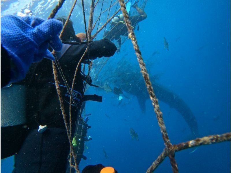 沖縄ダイビング 美ら海グーニーズ のギャラリー