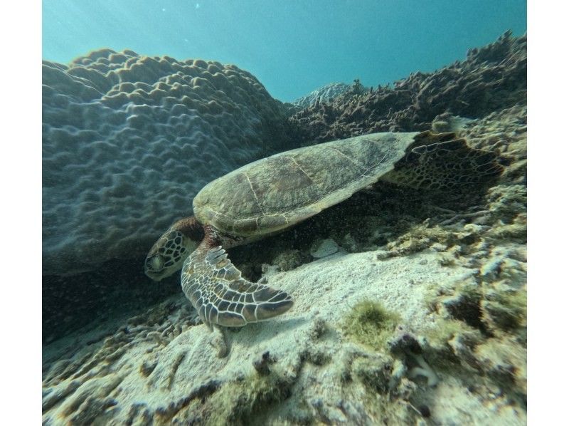 宮古島マリン SUGAR3 のギャラリー