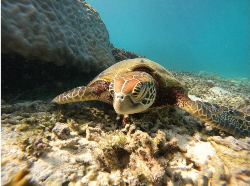 宮古島マリン SUGAR3 のギャラリー