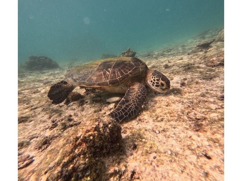 宮古島マリン SUGAR3 のギャラリー