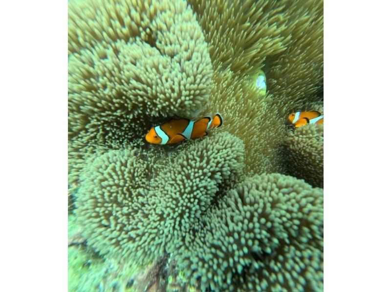 宮古島マリン SUGAR3 のギャラリー