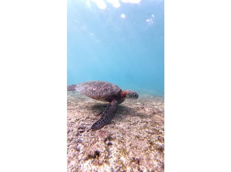 nico 宮古島 のギャラリー