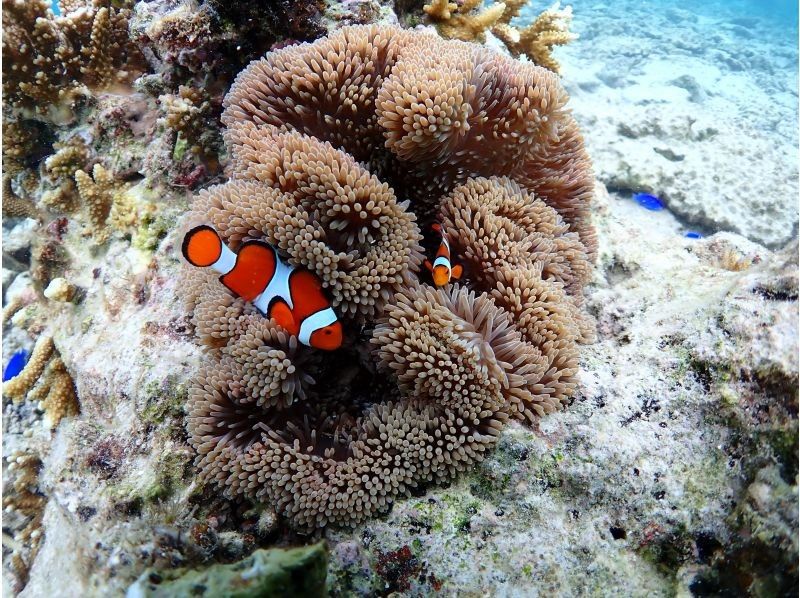 サマードリーム石垣島 のギャラリー