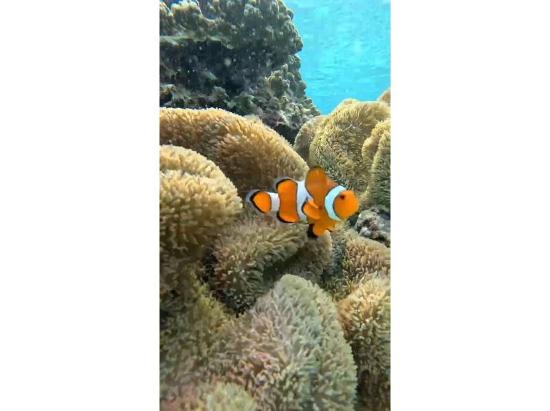 nico 宮古島 のギャラリー