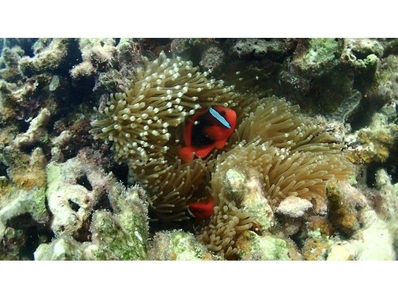 サマードリーム石垣島 のギャラリー