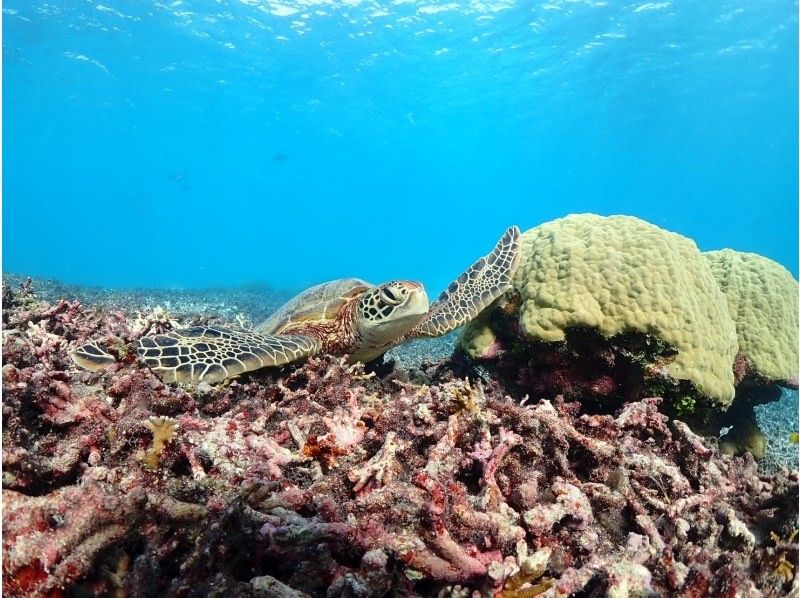 nico 宮古島 のギャラリー