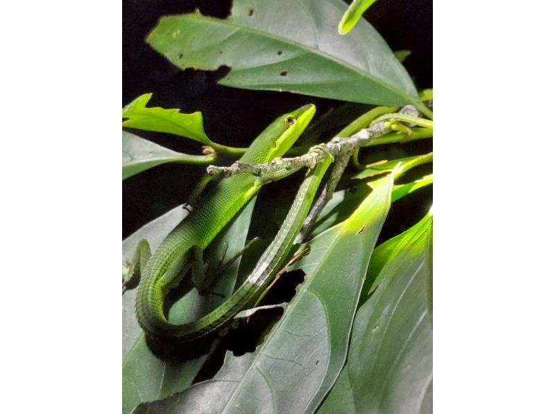 星～ひかりオーシャンズ～ のギャラリー