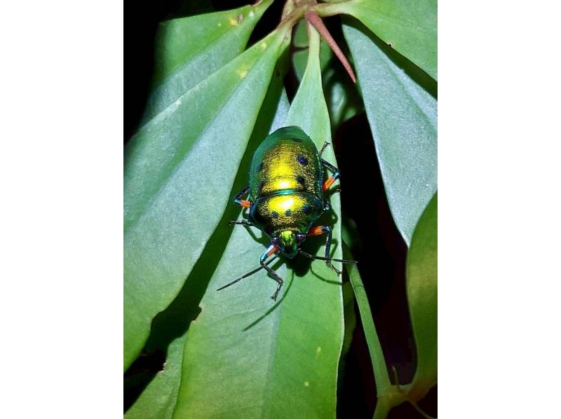 星～ひかりオーシャンズ～ のギャラリー