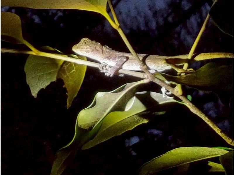 星～ひかりオーシャンズ～ のギャラリー