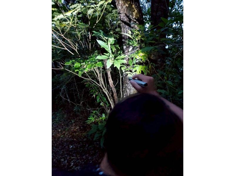 星～ひかりオーシャンズ～ のギャラリー