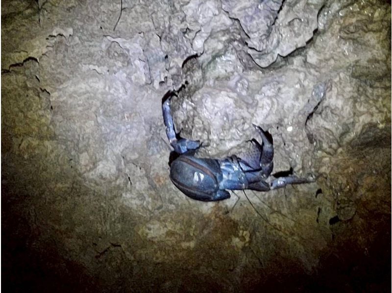 星～ひかりオーシャンズ～ のギャラリー