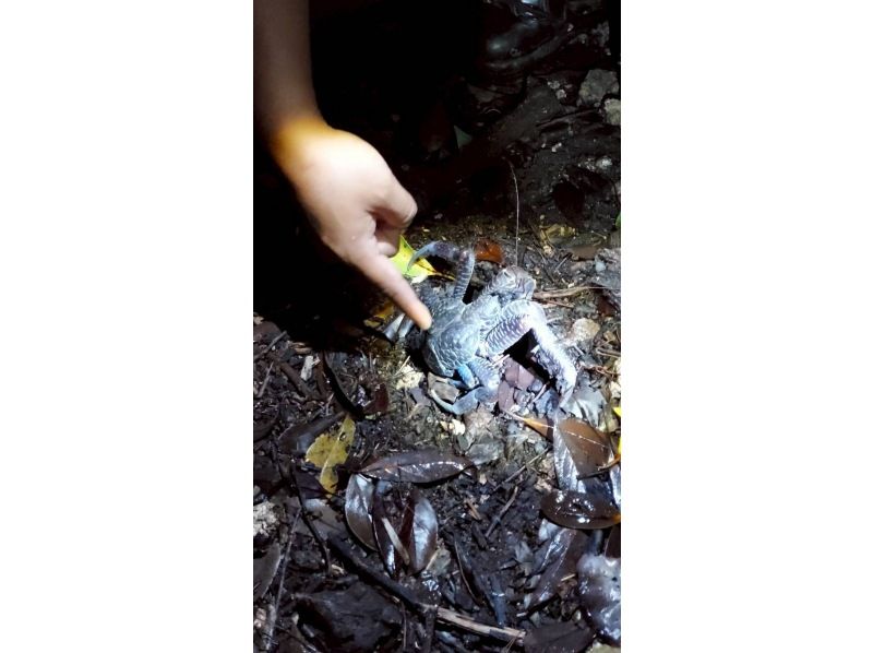 星～ひかりオーシャンズ～ のギャラリー