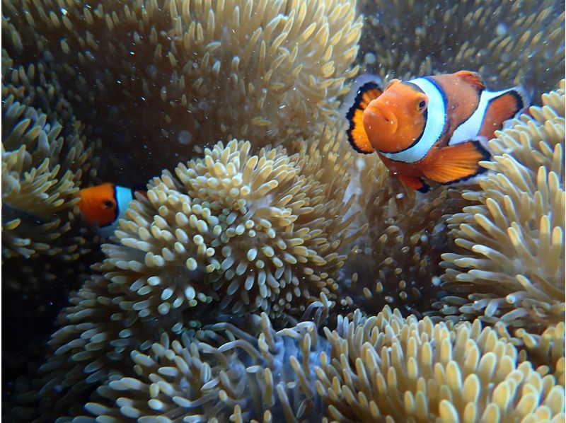 シュノーケル専門店MINAMO のギャラリー