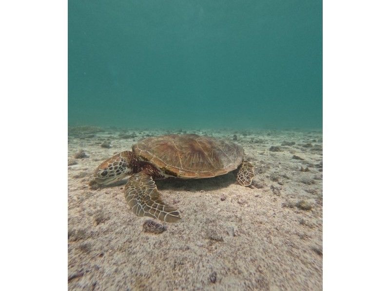 宮古島マリン SUGAR3 のギャラリー