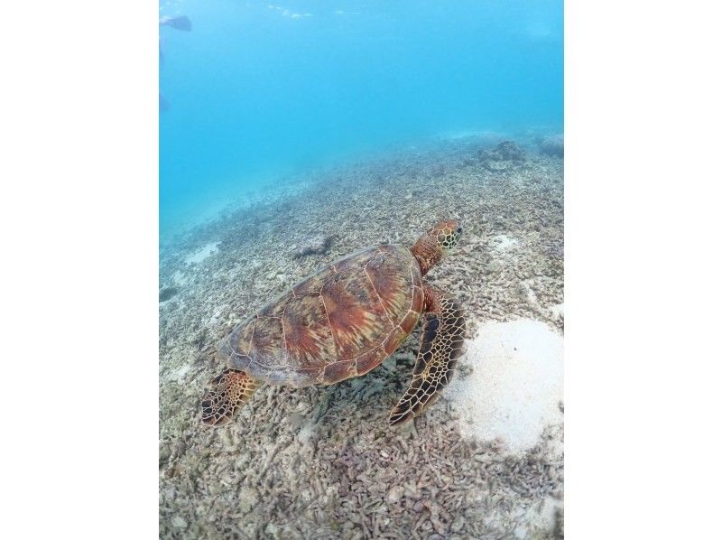 nico 宮古島 のギャラリー