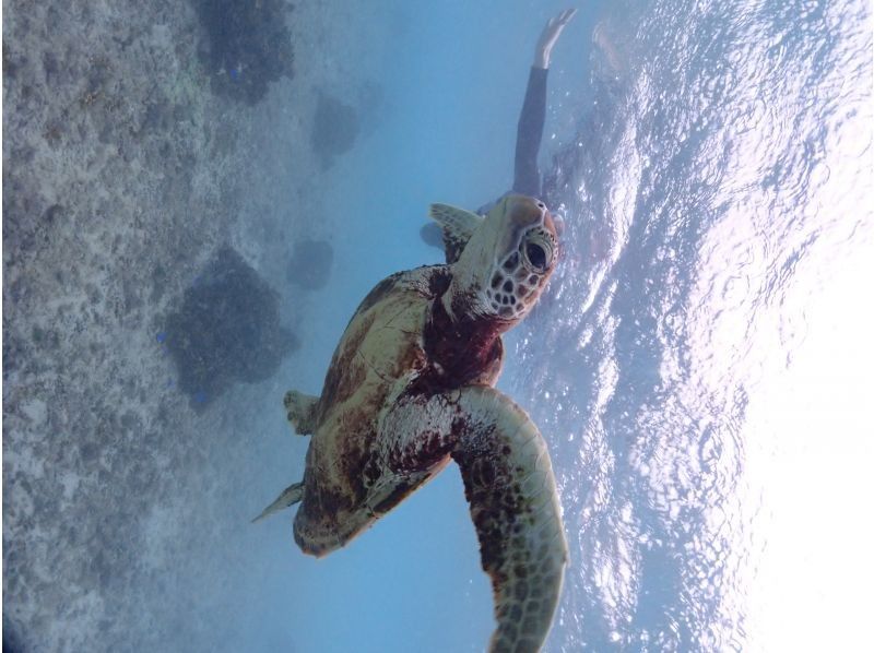 宮古島マリン ふらこぶ のギャラリー